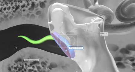Photo for The tympanic membrane (eardrum) separates the external and middle portions of the ear.3D rendering - Royalty Free Image