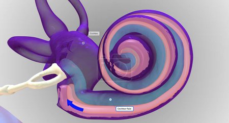 Photo for In the inner ear, sound waves move into a fluid-filled, spiral bone called the cochlea.3D rendering - Royalty Free Image
