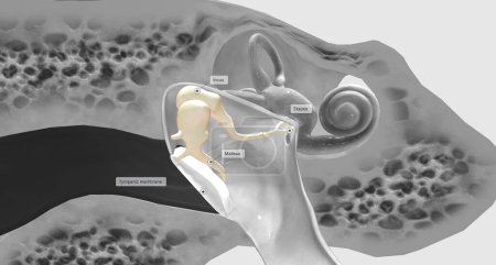 Téléchargez les photos : The auditory ossicles amplify all sound vibrations moving into the inner ear.3D rendering - en image libre de droit