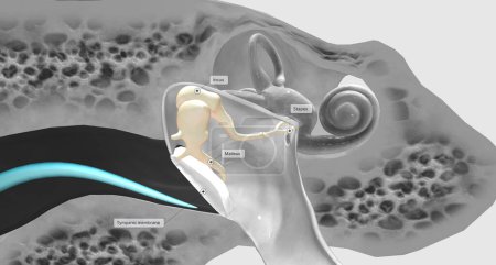 Téléchargez les photos : The auditory ossicles amplify all sound vibrations moving into the inner ear.3D rendering - en image libre de droit