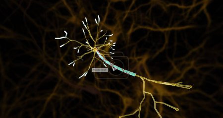 Foto de Las arterias pequeñas, llamadas vasa nevorum, suministran sangre a los nervios y a las vainas de mielina que cubren los axones nerviosos. Renderizado 3D - Imagen libre de derechos