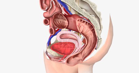 Téléchargez les photos : Le renflement rectum s'étend à l'extérieur de l'espace vaginal après l'ouverture vaginale rendu 3D - en image libre de droit