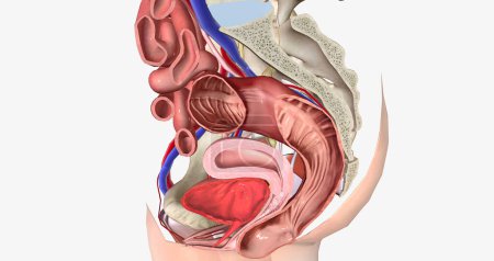 Téléchargez les photos : Le renflement rectum s'étend à l'extérieur de l'espace vaginal après l'ouverture vaginale rendu 3D - en image libre de droit