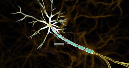 Téléchargez les photos : Les petites artères, appelées vasa nevorum, fournissent du sang aux nerfs et aux gaines de myéline recouvrant les axones nerveux. rendu 3D - en image libre de droit