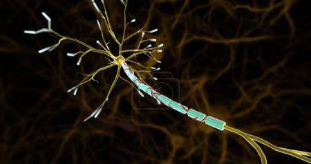 Foto de Las arterias pequeñas, llamadas vasa nevorum, suministran sangre a los nervios y a las vainas de mielina que cubren los axones nerviosos. Renderizado 3D - Imagen libre de derechos