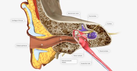 Téléchargez les photos : The Ear Coronal Cross Section 3D rendering - en image libre de droit