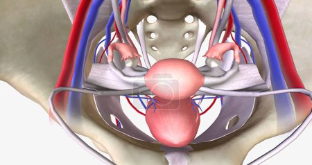 The female pelvis is a bowl-shaped cavity within the hip bones that contains reproductive, urinary, and digestive organs 3D rendering