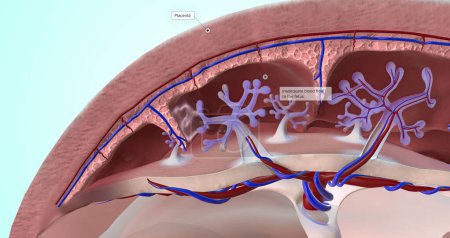 Téléchargez les photos : Abnormal Blood Supply to Placenta 3D rendering - en image libre de droit