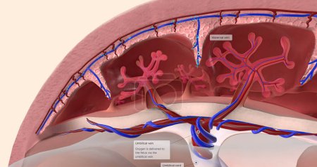 Foto de El oxígeno viaja al feto y el dióxido de carbono sale renderizado en 3D - Imagen libre de derechos