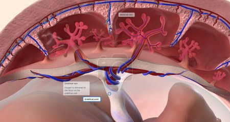 Foto de El oxígeno viaja al feto y el dióxido de carbono sale renderizado en 3D - Imagen libre de derechos
