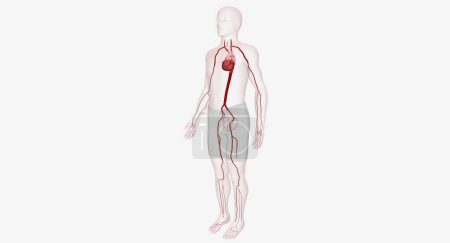 Foto de Las arterias son vasos sanguíneos fuertes y musculares que suministran sangre rica en oxígeno del corazón al cuerpo. Renderizado 3D - Imagen libre de derechos