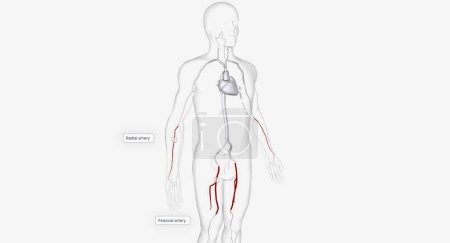 Téléchargez les photos : Les artères pour l'insertion du cathéter 3D Render - en image libre de droit