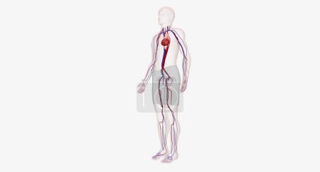 Foto de El sistema cardiovascular contiene el corazón y los vasos sanguíneos (arterias y venas)). - Imagen libre de derechos