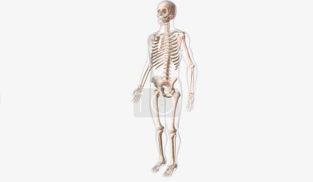 Téléchargez les photos : Il est composé de plusieurs os qui facilitent le mouvement et donnent la structure et le soutien du corps. rendu 3D - en image libre de droit