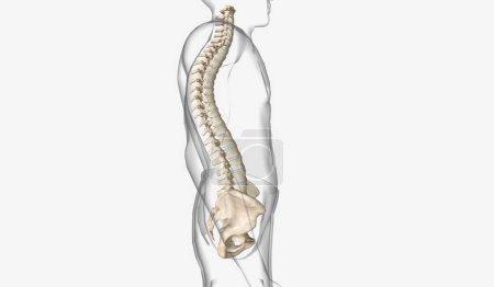 Photo for The thoracic spine normally has a slight outward curve. In individuals with kyphosis, the thoracic spine curves more than usual, causing a hunched back. 3D Rendering - Royalty Free Image
