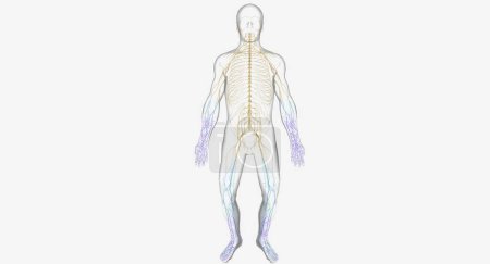 Photo for Guillain Barre syndrome is a rare disorder in which your body's immune system attacks your nerves. 3D rendering - Royalty Free Image