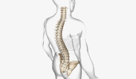 Photo for The thoracic spine normally has a slight outward curve. In individuals with kyphosis, the thoracic spine curves more than usual, causing a hunched back. 3D Rendering - Royalty Free Image