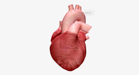 Foto de The aorta sends oxygenated blood from the heart to all parts of the body. 3D rendering - Imagen libre de derechos