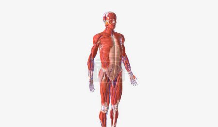 Foto de Estos componentes se pueden organizar en función de la región, como la cabeza, el cuello, el tórax, el abdomen y las extremidades, o en función de funciones similares, como la respiración o la circulación. Renderizado 3D - Imagen libre de derechos