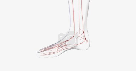 Photo for Vascular system in my human foot. 3D rendering - Royalty Free Image