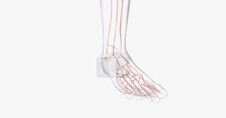 Photo for Vascular system in my human foot. 3D rendering - Royalty Free Image