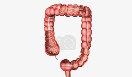 Téléchargez les photos : Le gros intestin est une structure creuse dans l'abdomen qui entoure l'intestin grêle. rendu 3D - en image libre de droit