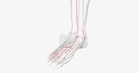 Téléchargez les photos : Système vasculaire dans mon pied humain. rendu 3D - en image libre de droit