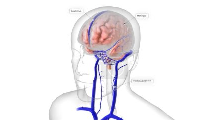 Foto de El cerebro está protegido por tres capas de tejido llamadas meninges. Están rodeadas por arterias que llevan oxígeno al cerebro y venas que transportan sangre desoxigenada fuera del cerebro. Renderizado 3D - Imagen libre de derechos