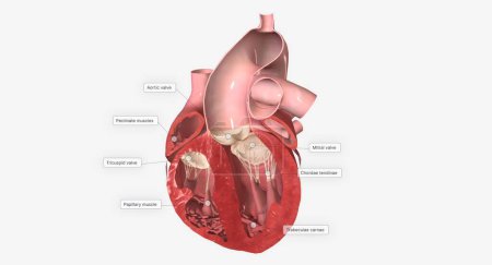Téléchargez les photos : La coupe transversale coronale du cœur. Expéditeur 3D - en image libre de droit