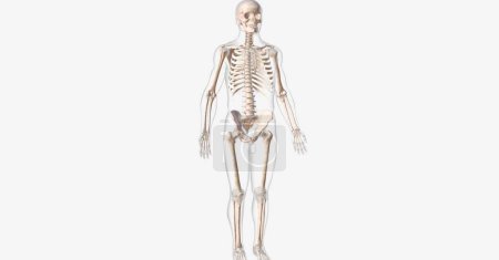 Téléchargez les photos : Les os protègent et soutiennent les organes vitaux et travaillent avec les muscles pour aider le corps à bouger. rendu 3D - en image libre de droit
