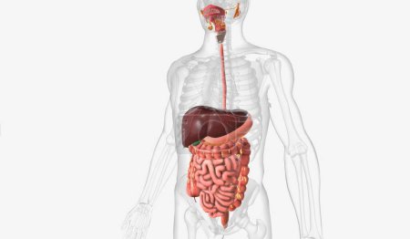 Téléchargez les photos : Le système digestif est un ensemble d'organes et de glandes qui sont chargés de digérer les aliments, d'absorber ses nutriments et de se débarrasser de ses déchets. rendu 3D - en image libre de droit
