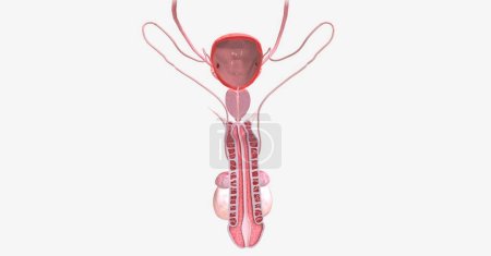 Photo for Located in the pelvic region, the male reproductive system includes organs and structures responsible for sexual reproduction and androgen (sex hormone) production. 3D rendering - Royalty Free Image