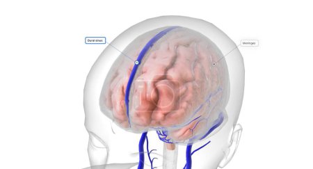 Téléchargez les photos : Le cerveau est protégé par trois couches de tissus appelés méninges. Ils sont entourés d'artères qui apportent de l'oxygène au cerveau et de veines qui transportent du sang désoxygéné hors du cerveau. rendu 3D - en image libre de droit