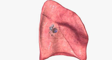 Photo for The hilum of each lung is found on the medial or mediastinum facing side of the lungs. 3D rendering - Royalty Free Image