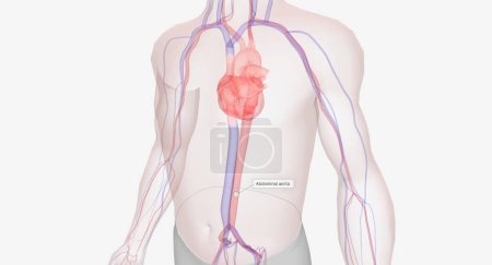 Téléchargez les photos : Le sang circule à travers elle à partir du cœur pour alimenter le bas du corps. rendu 3D - en image libre de droit