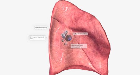 Photo for The hilum of each lung is found on the medial or mediastinum facing side of the lungs. 3D rendering - Royalty Free Image