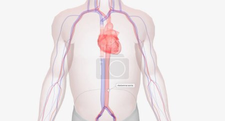 Téléchargez les photos : Le sang circule à travers elle à partir du cœur pour alimenter le bas du corps. rendu 3D - en image libre de droit