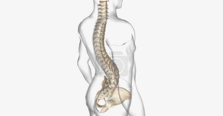 Photo for The lumbar spine normally has a slight inward curve. 3D rendering - Royalty Free Image