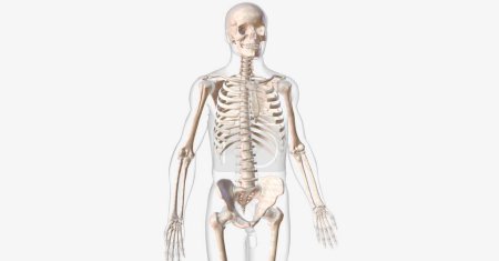 Téléchargez les photos : Les os protègent et soutiennent les organes vitaux et travaillent avec les muscles pour aider le corps à bouger. rendu 3D - en image libre de droit
