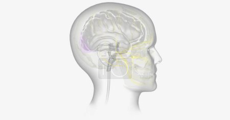 Foto de La migraña con aura puede ser causada por la reducción de oxígeno a ciertas partes del cerebro. Renderizado 3D - Imagen libre de derechos