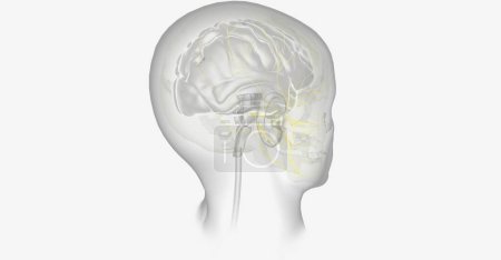 Foto de La migraña con aura puede ser causada por la reducción de oxígeno a ciertas partes del cerebro. Renderizado 3D - Imagen libre de derechos