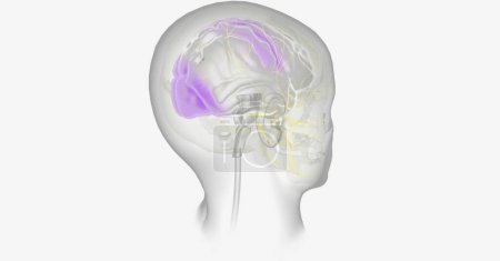 Photo for Migraine with aura may be caused by reduced oxygen to certain parts of the brain. 3D rendering - Royalty Free Image