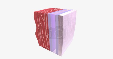 Photo for The heart wall is comprised of three layers. 3D rendering - Royalty Free Image