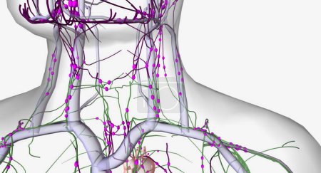 Téléchargez les photos : The lymphatic system is a network of organs, tissues, vessels and nodes that filter the lymph throughout the body. 3D rendering - en image libre de droit