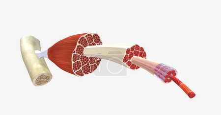 Téléchargez les photos : Le muscle squelettique est entouré d'une couche de tissu conjonctif appelée épimysium. rendu 3D - en image libre de droit