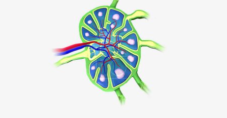 Téléchargez les photos : Les ganglions lymphatiques sont des objets en forme de haricot répartis le long des vaisseaux lymphatiques dans le système lymphatique. rendu 3D - en image libre de droit