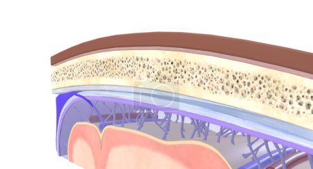 Foto de Las tres capas de meninges son la duramadre, la aracnoidea y la pía mater. Las venas que ayudan a transportar sangre fuera del tejido cerebral y hacia los senos durales se llaman venas puente. Renderizado 3D - Imagen libre de derechos