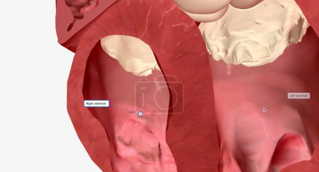 Foto de El tabique del corazón es la pared muscular que separa el ventrículo derecho del ventrículo izquierdo, las dos cámaras inferiores del corazón. Renderizado 3D - Imagen libre de derechos