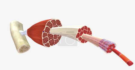 Téléchargez les photos : Le muscle squelettique est entouré d'une couche de tissu conjonctif appelée épimysium. rendu 3D - en image libre de droit