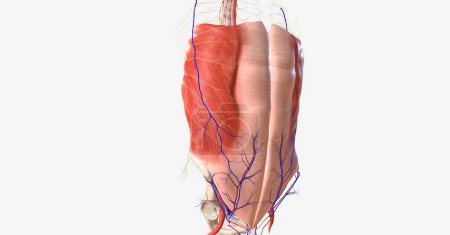 Téléchargez les photos : Il est limité par les muscles et contient la plupart des organes gastro-intestinaux, tels que l'estomac, le foie et les gros et petits intestins. rendu 3D - en image libre de droit